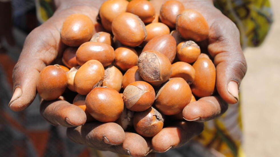 Shea seeds in hands, used to make oil in Bamako and other villages in Mali